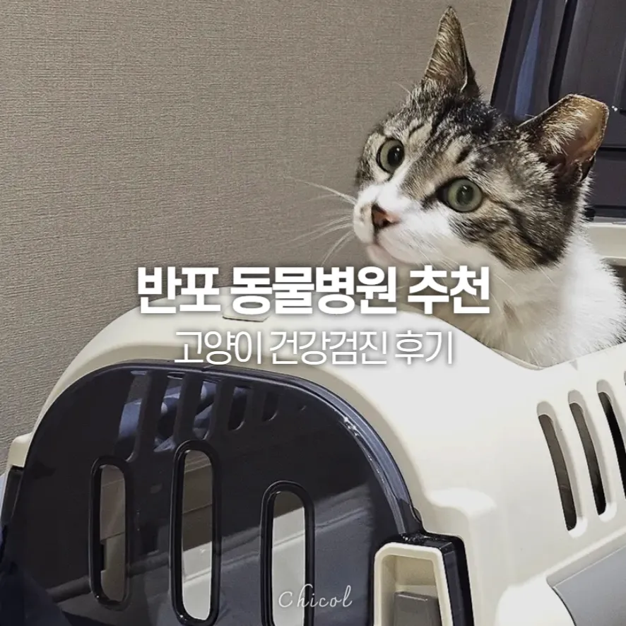 반포 고양이 건강검진: 베이스동물의료센터 후기 — 사진 2
