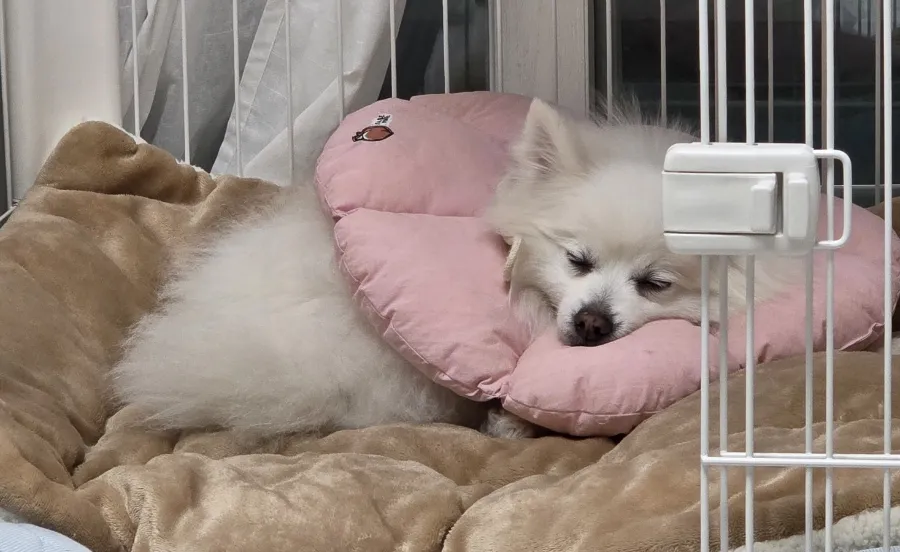 일산 강아지 TPLO 수술 후기: 정창수동물병원 비용과 회복 과정