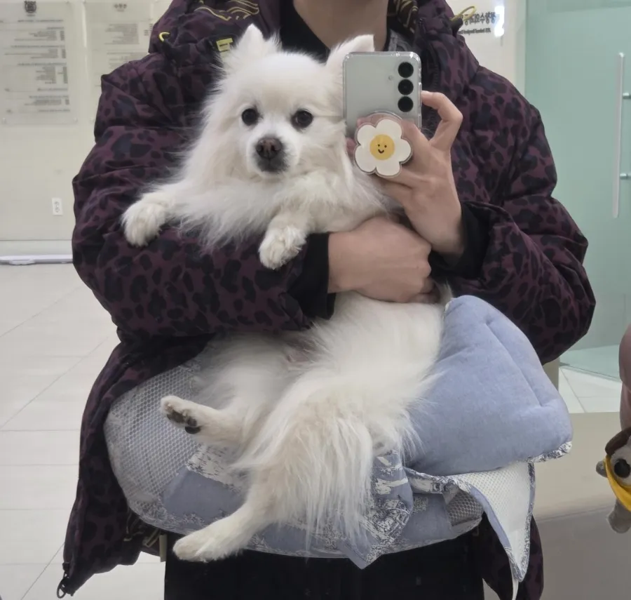 일산 강아지 TPLO 수술 후기: 정창수동물병원 비용과 회복 과정 — 사진 6