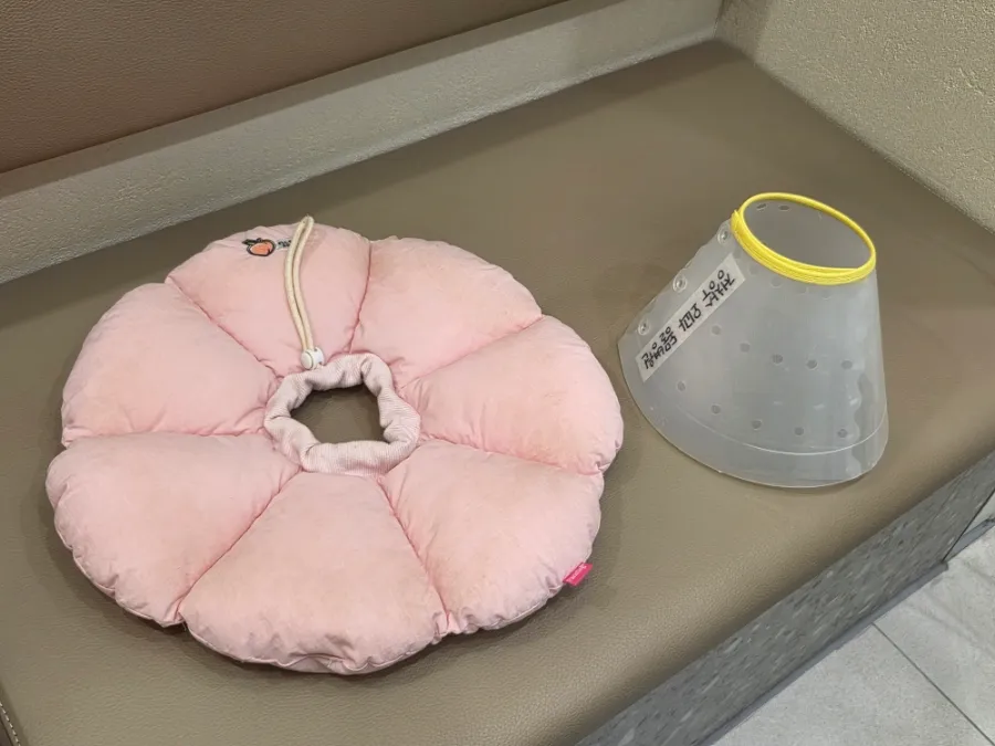 일산 강아지 TPLO 수술 후기: 정창수동물병원 비용과 회복 과정 — 사진 10