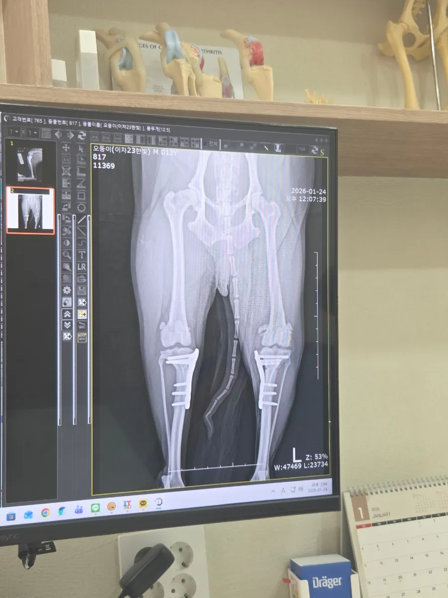 일산 강아지 TPLO 수술 후기: 정창수동물병원 비용과 회복 과정 — 사진 12