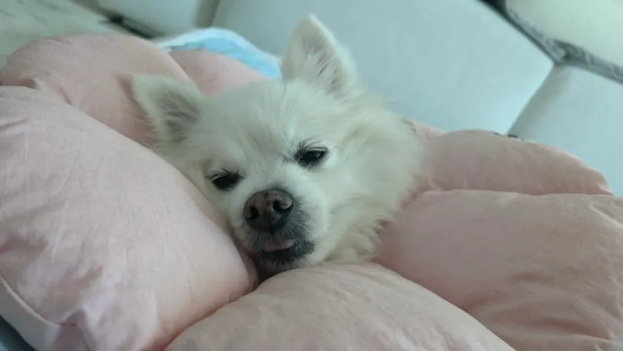 일산 강아지 TPLO 수술 후기: 정창수동물병원 비용과 회복 과정 — 사진 14