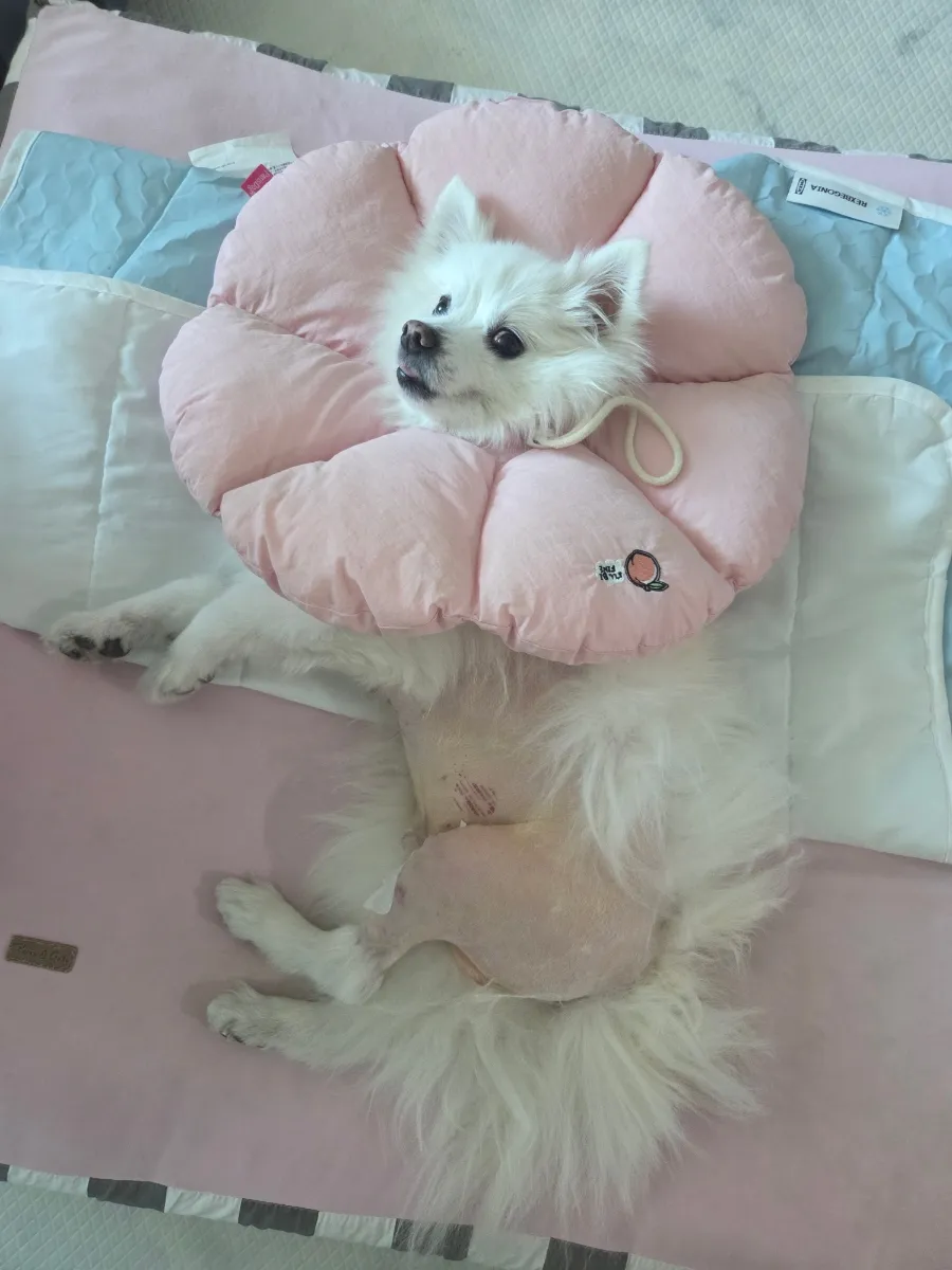 일산 강아지 TPLO 수술 후기: 정창수동물병원 비용과 회복 과정 — 사진 15