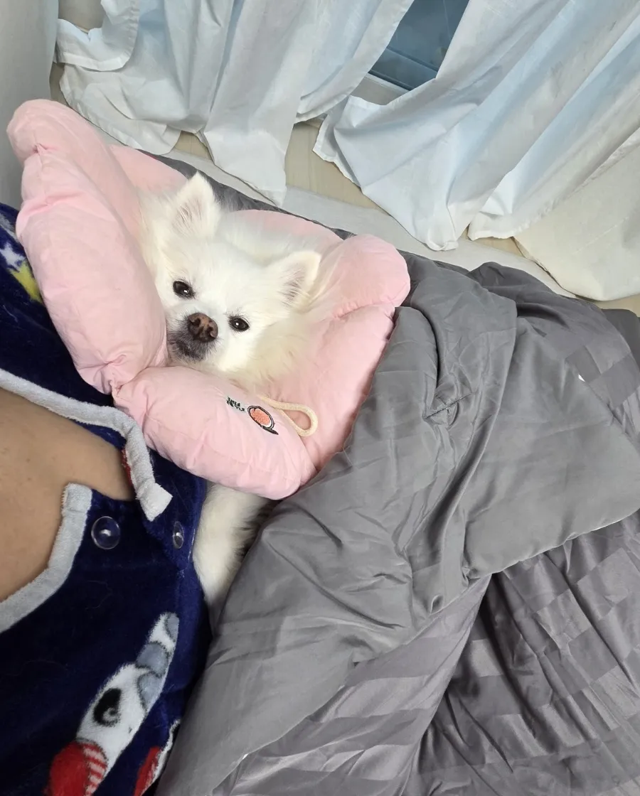 일산 강아지 TPLO 수술 후기: 정창수동물병원 비용과 회복 과정 — 사진 16