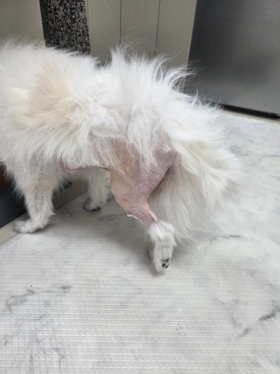 일산 강아지 TPLO 수술 후기: 정창수동물병원 비용과 회복 과정 — 사진 18