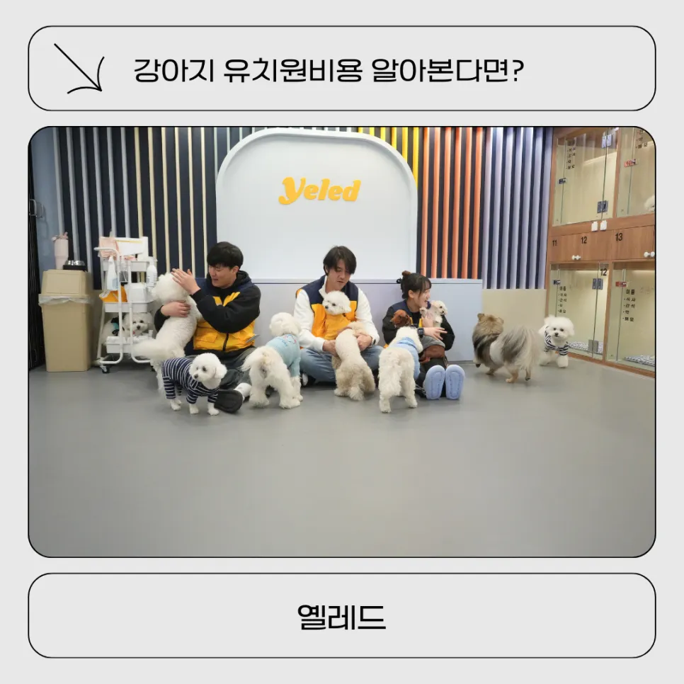 강아지 유치원 비용 비교: 옐레드 방문 후기 및 장점