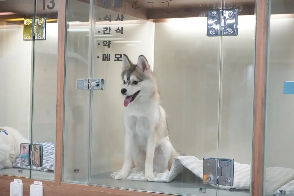 강아지 유치원 비용 비교: 옐레드 방문 후기 및 장점 — 사진 9