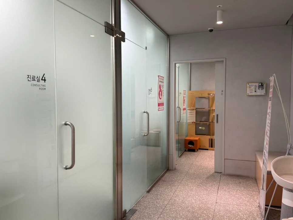 안양 고양이 장염 치료 후기: 비타민동물병원 입원 및 회복 과정 — 사진 6