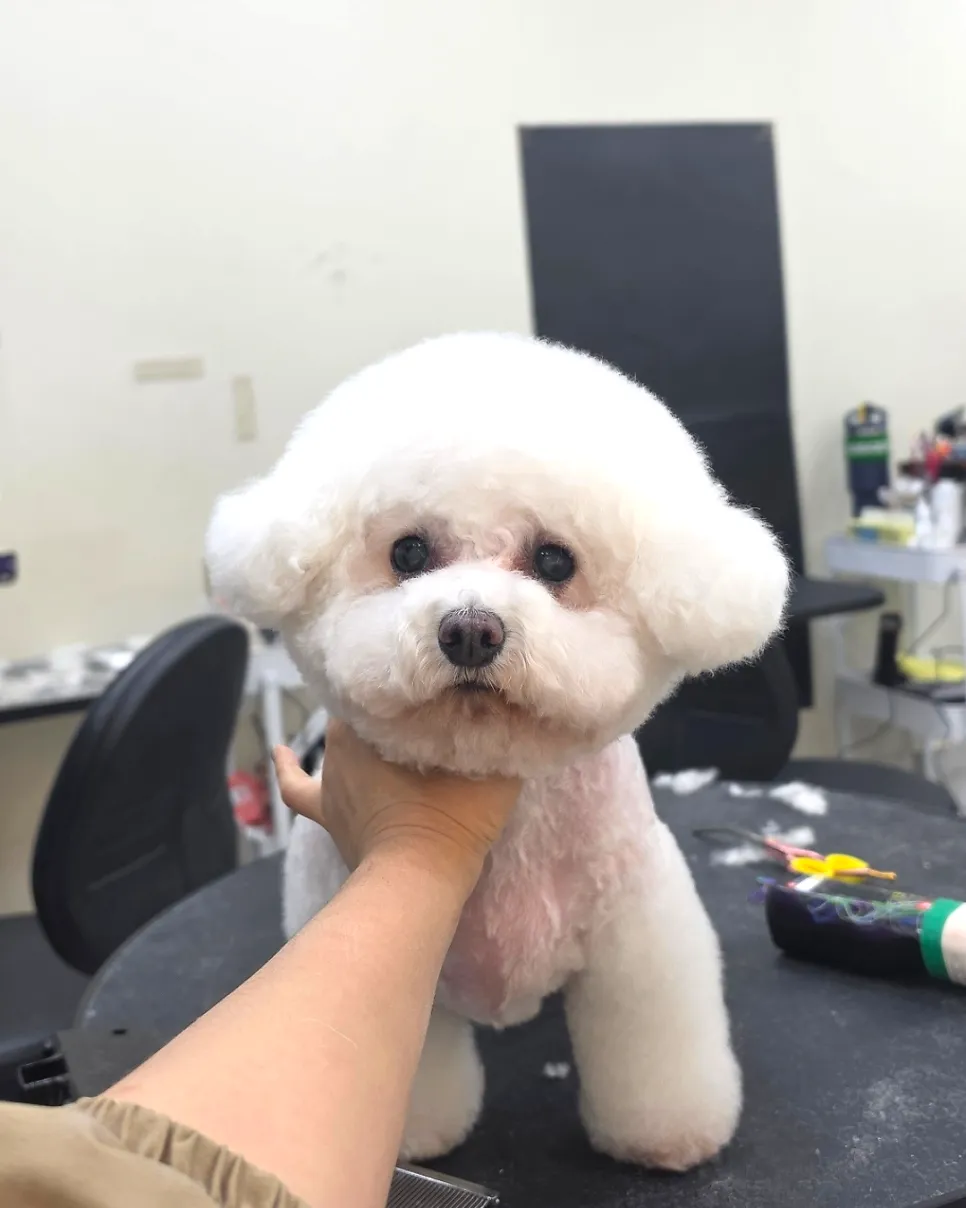목동 비숑 6mm 스포팅 귀툭 미용, 곰돌이 인상 완성 — 사진 2