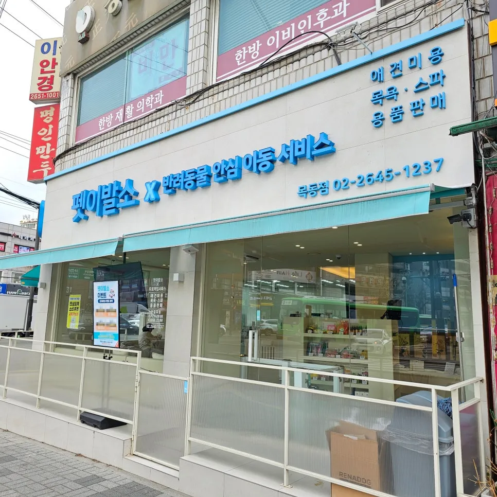 목동 비숑 6mm 스포팅 귀툭 미용, 곰돌이 인상 완성 — 사진 10