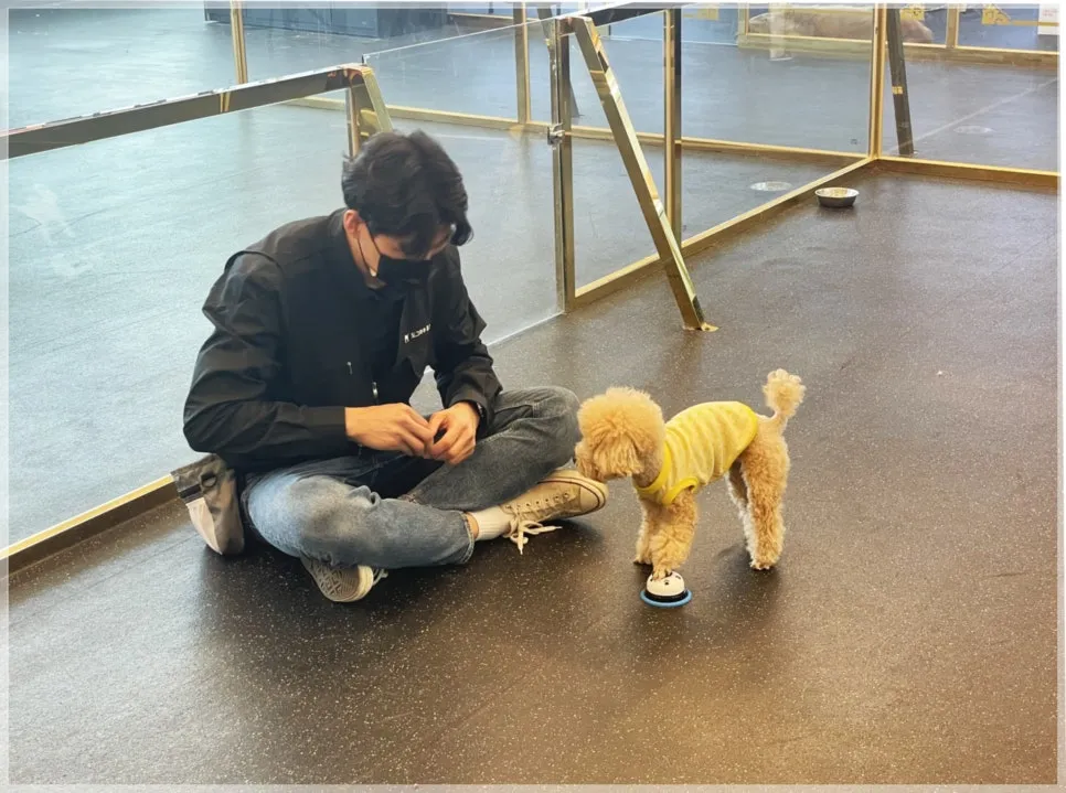 광주 유기견 입양 절차 및 비용: 보호소 방문부터 지원금까지 — 사진 7