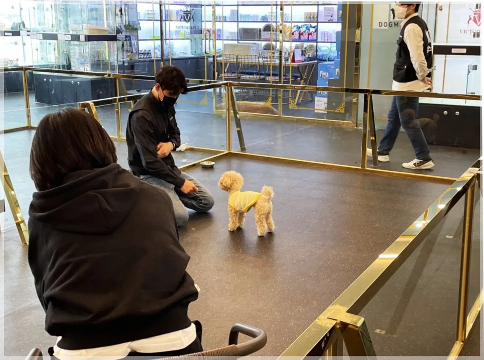 광주 유기견 입양 절차 및 비용: 보호소 방문부터 지원금까지 — 사진 8