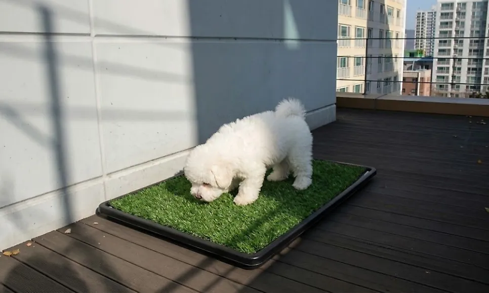 강아지 실내 배변 훈련: 야외 배변 고집견, 장마철 대비 성공 후기 — 사진 2