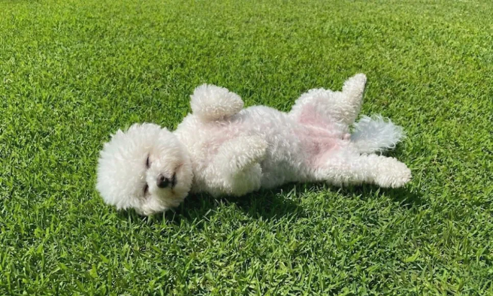 강아지 실내 배변 훈련: 야외 배변 고집견, 장마철 대비 성공 후기 — 사진 5