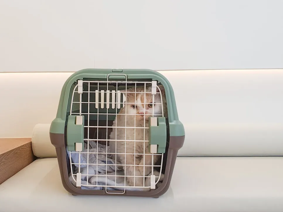 부산 고양이 건강검진 비용, 다솜동물병원 플래티넘 패키지 후기