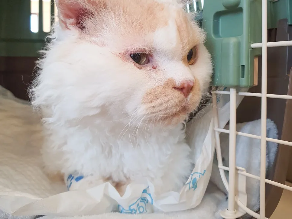 부산 고양이 건강검진 비용, 다솜동물병원 플래티넘 패키지 후기 — 사진 2