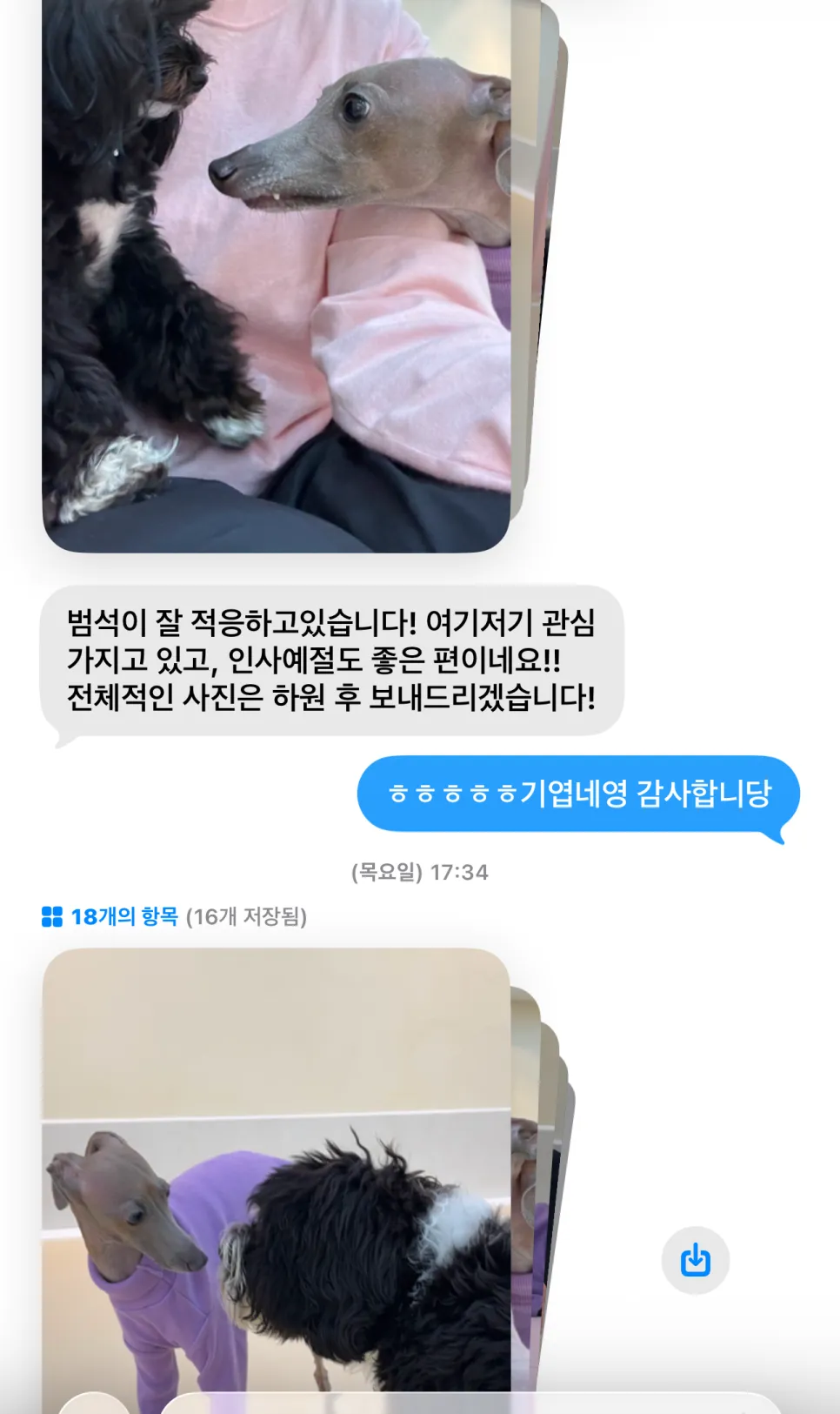 일산 애견유치원 멍플리, 사회화·놀이 만족도 최상 후기 — 사진 5