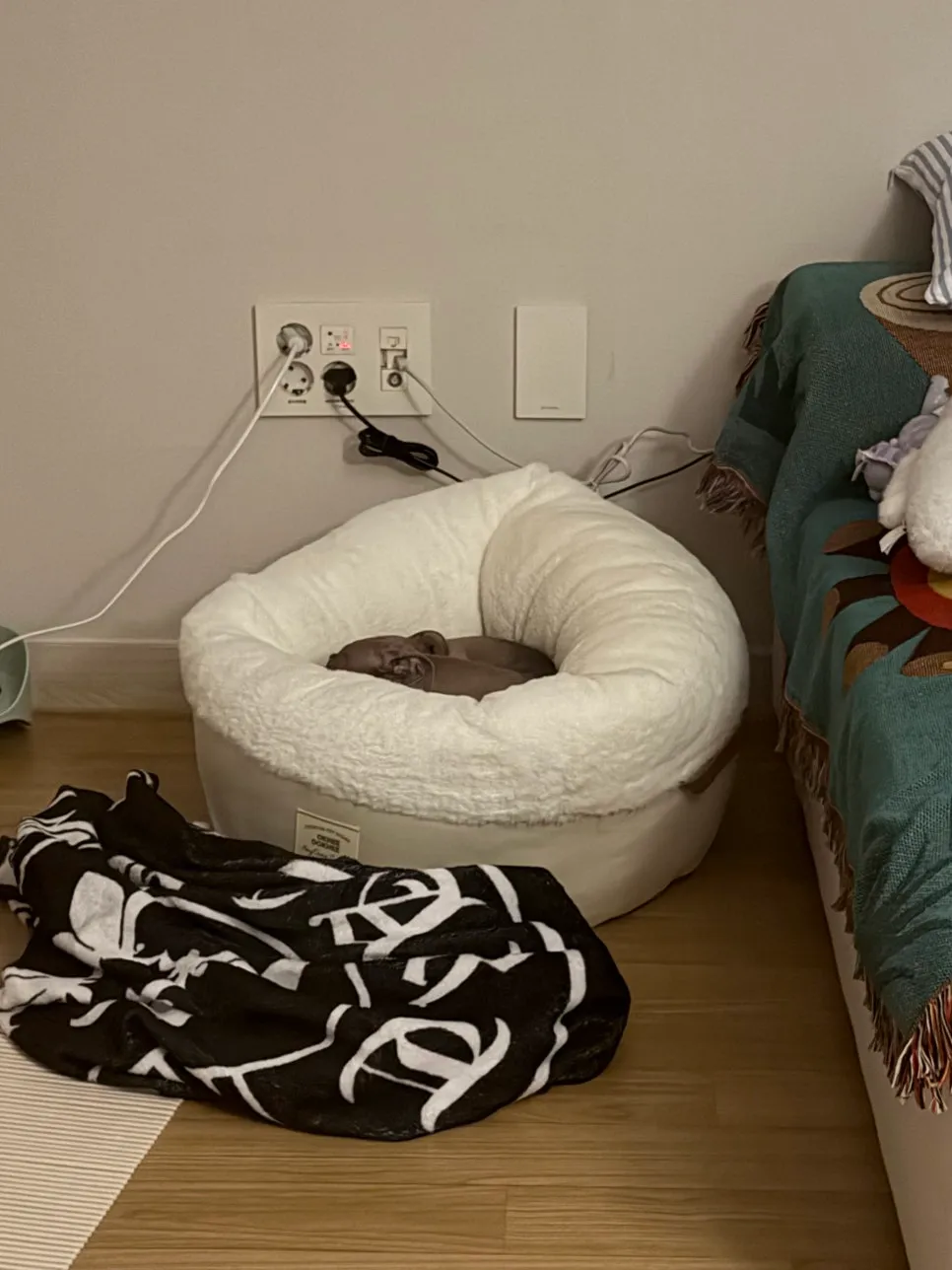 일산 애견유치원 멍플리, 사회화·놀이 만족도 최상 후기 — 사진 18