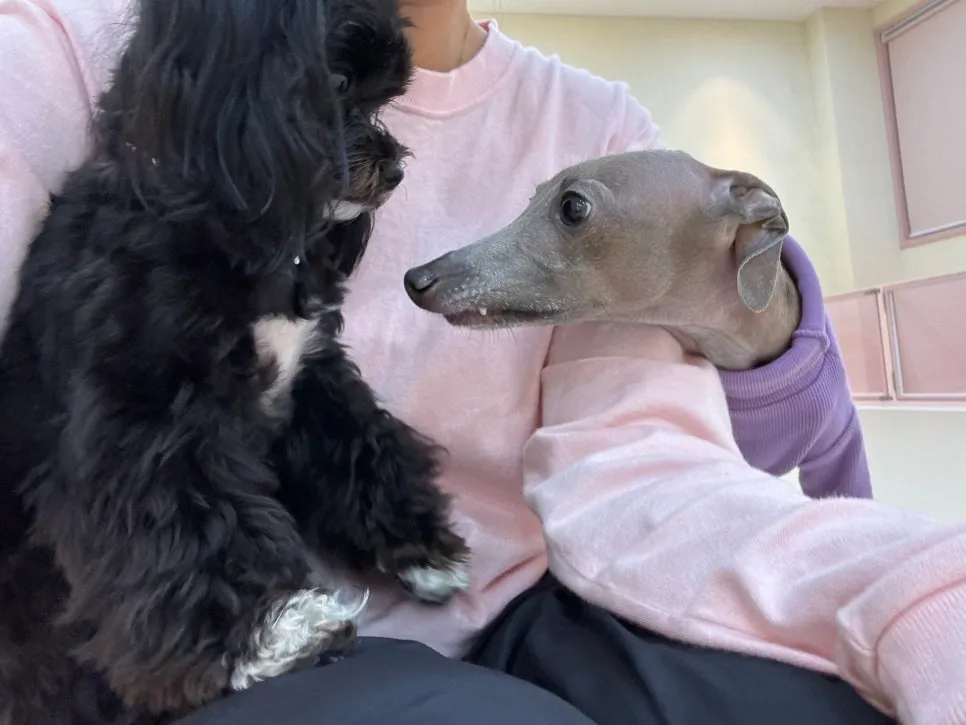 일산 애견유치원 멍플리, 사회화·놀이 만족도 최상 후기 — 사진 19