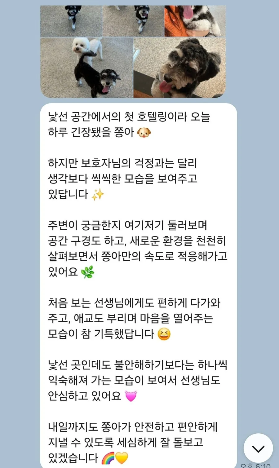 대구 애견호텔 놀러오개 불로점 1박 후기 및 요금 안내 — 사진 4