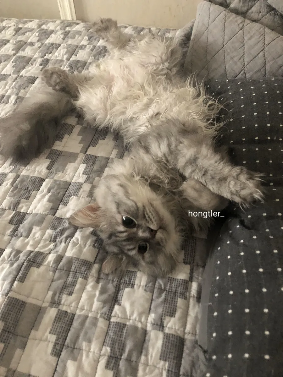 고양이 장례 펫포레스트 김포점 가격 및 절차 안내