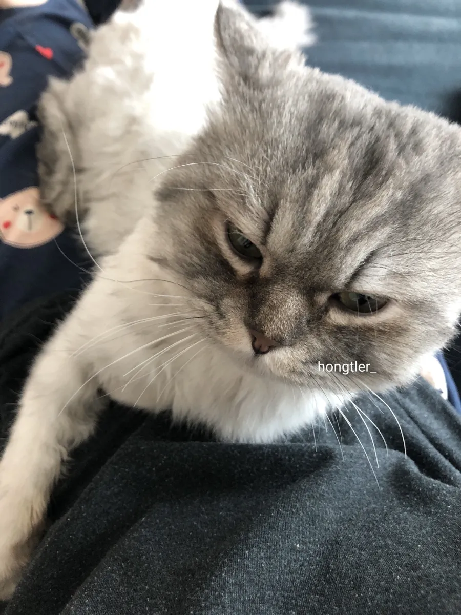 고양이 장례 펫포레스트 김포점 가격 및 절차 안내 — 사진 2