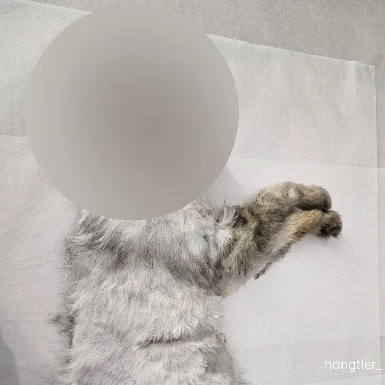 고양이 장례 펫포레스트 김포점 가격 및 절차 안내 — 사진 9