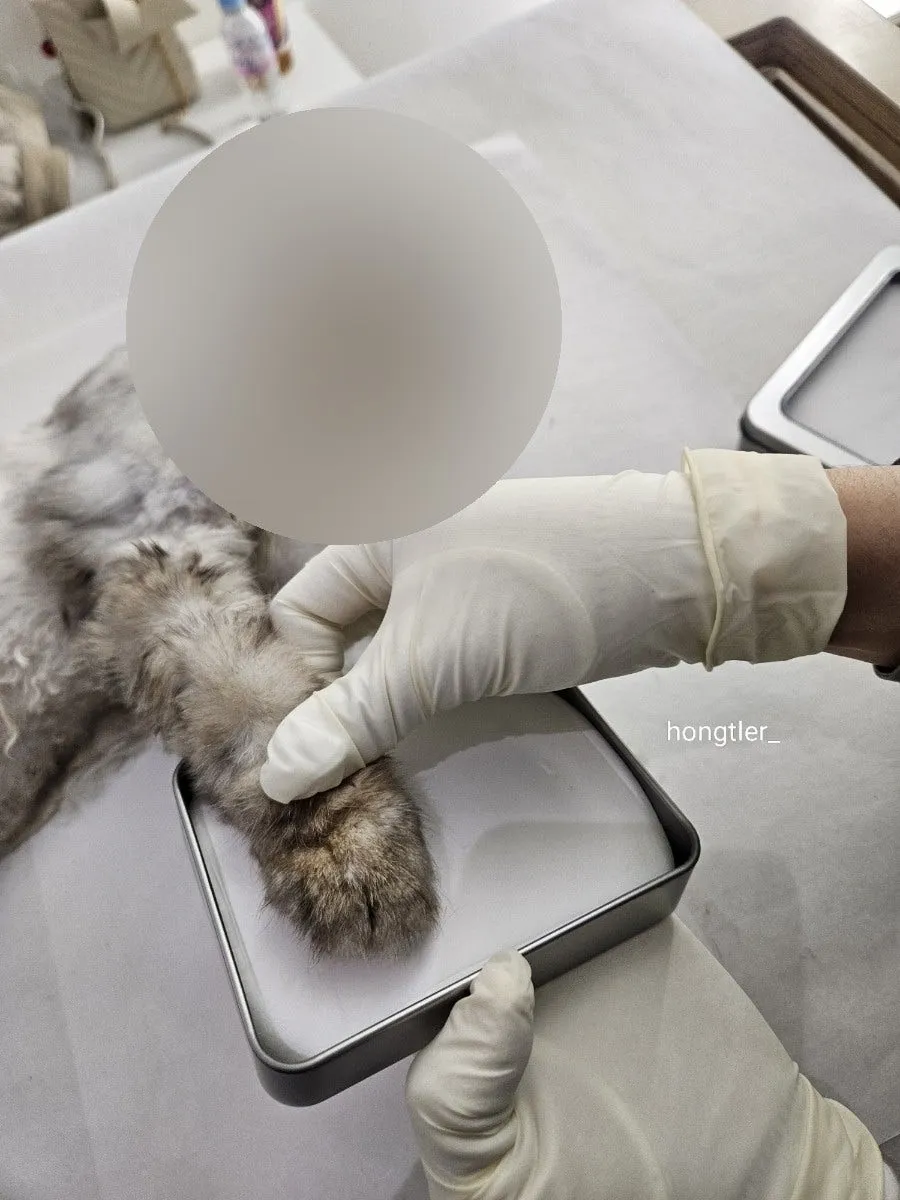 고양이 장례 펫포레스트 김포점 가격 및 절차 안내 — 사진 10