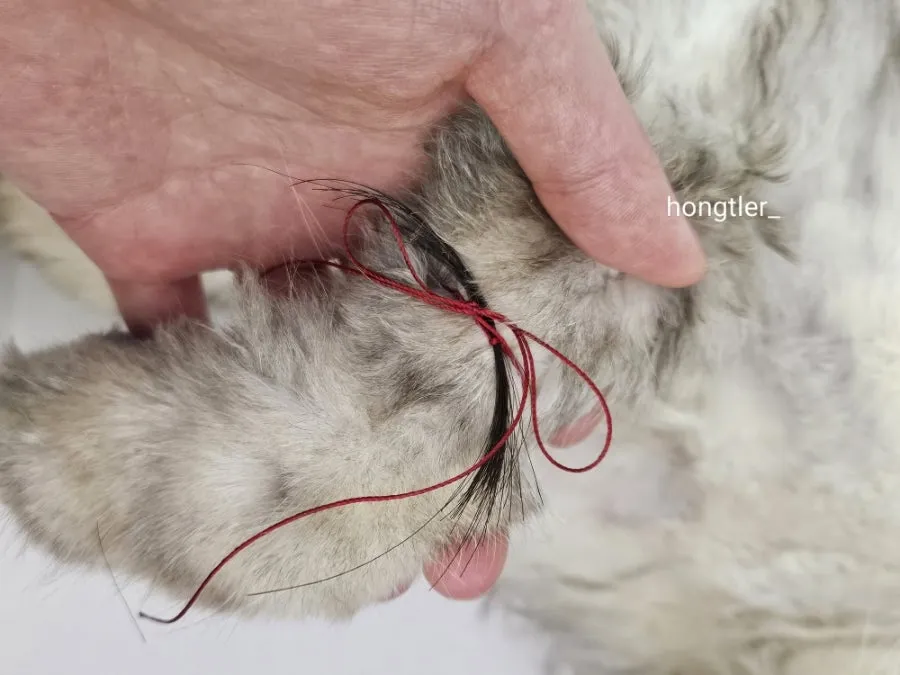 고양이 장례 펫포레스트 김포점 가격 및 절차 안내 — 사진 11