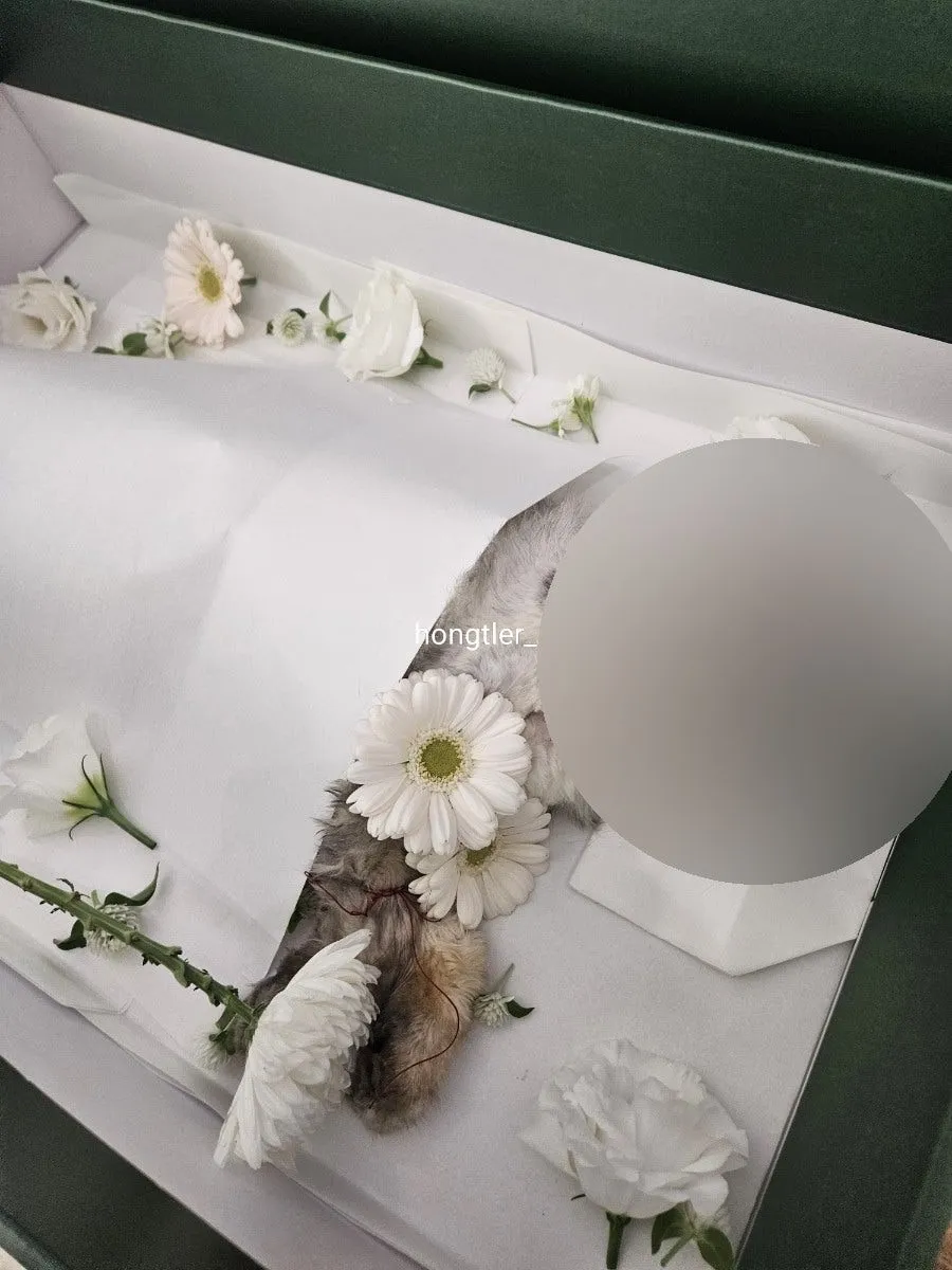 고양이 장례 펫포레스트 김포점 가격 및 절차 안내 — 사진 12