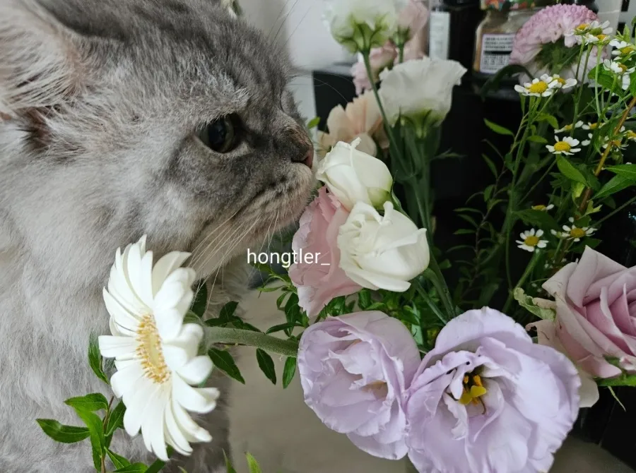 고양이 장례 펫포레스트 김포점 가격 및 절차 안내 — 사진 17