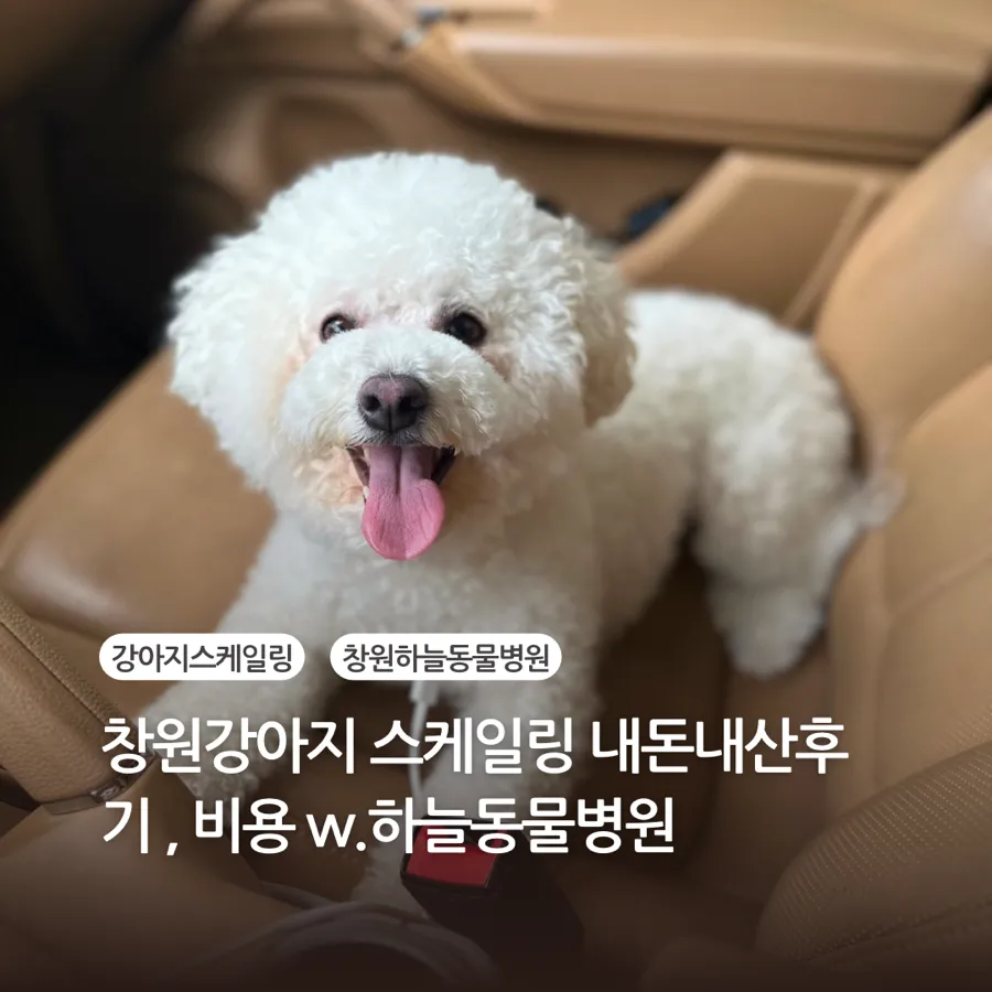 창원 비숑 스케일링 비용 및 후기: 하늘동물병원 내돈내산