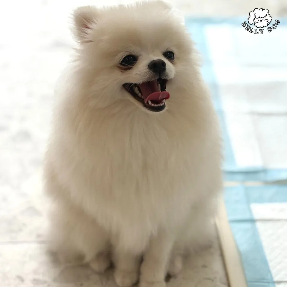포메라니안 호텔 & 미용: 켈리독 2박 3만 5천원 후기 — 사진 3