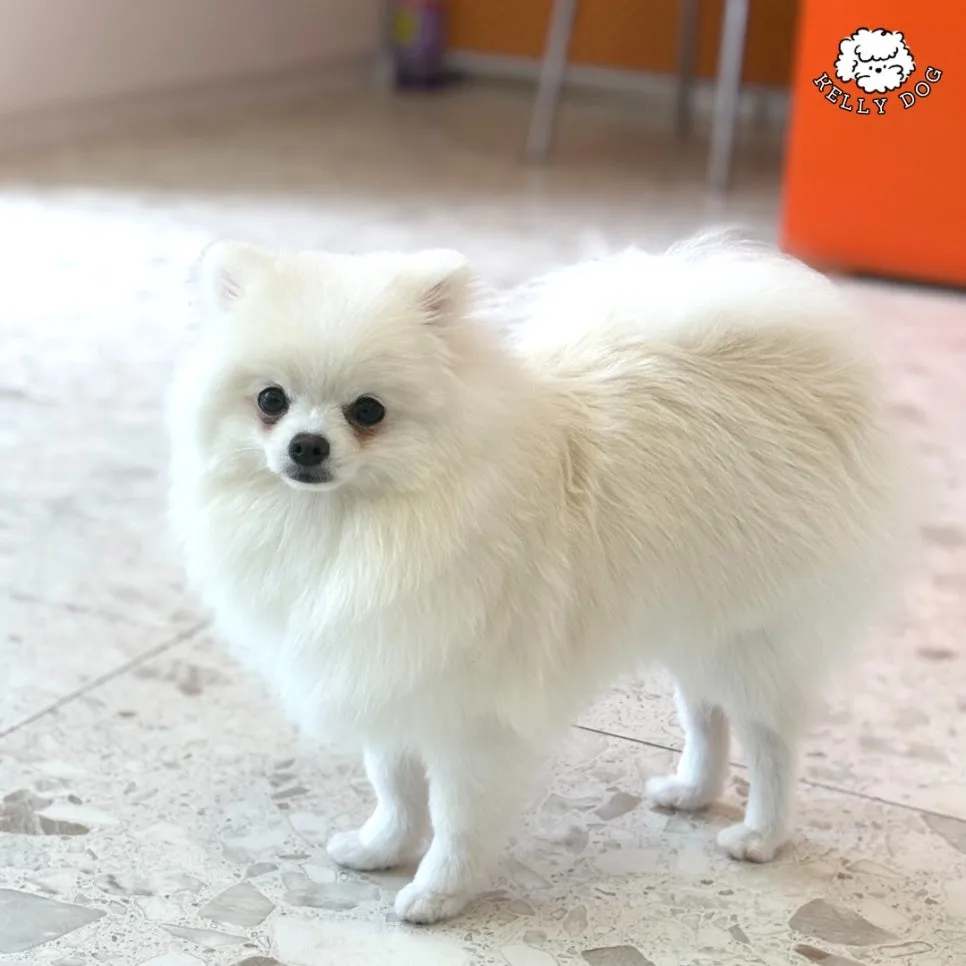 포메라니안 호텔 & 미용: 켈리독 2박 3만 5천원 후기 — 사진 8