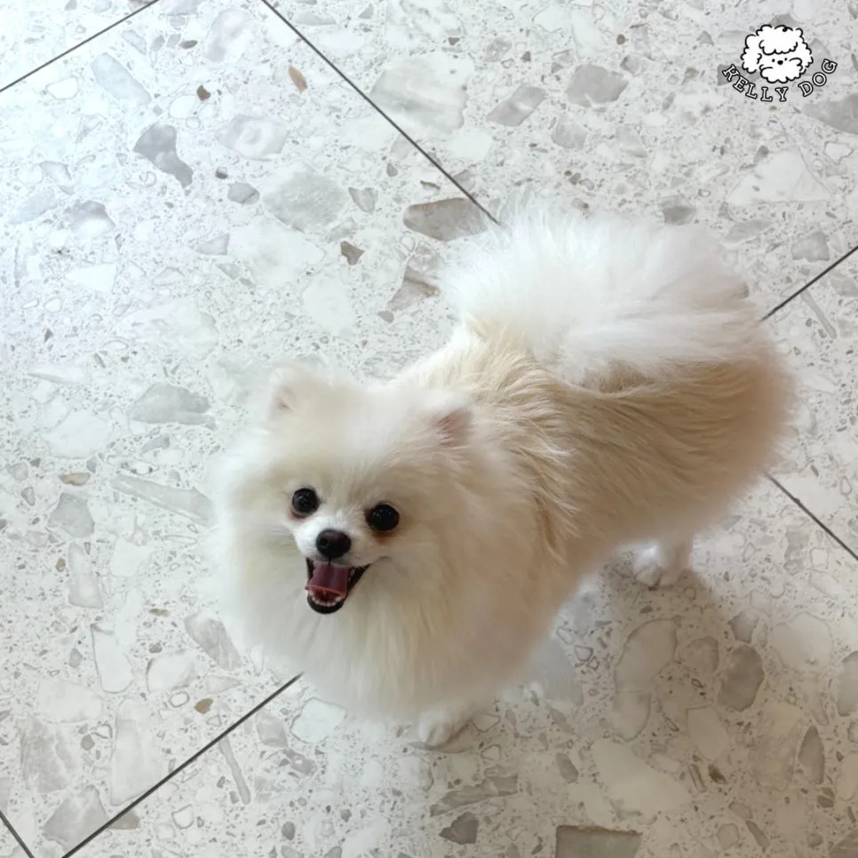포메라니안 호텔 & 미용: 켈리독 2박 3만 5천원 후기 — 사진 9