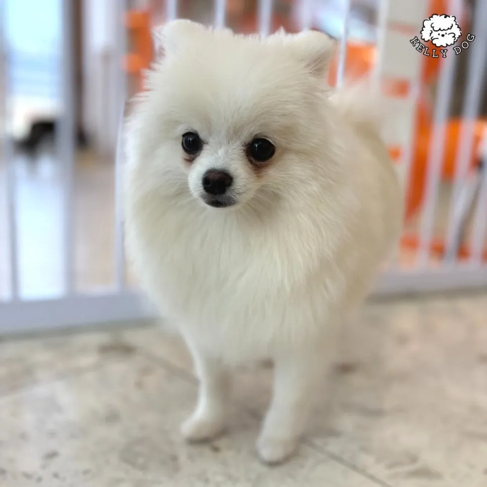포메라니안 호텔 & 미용: 켈리독 2박 3만 5천원 후기 — 사진 12