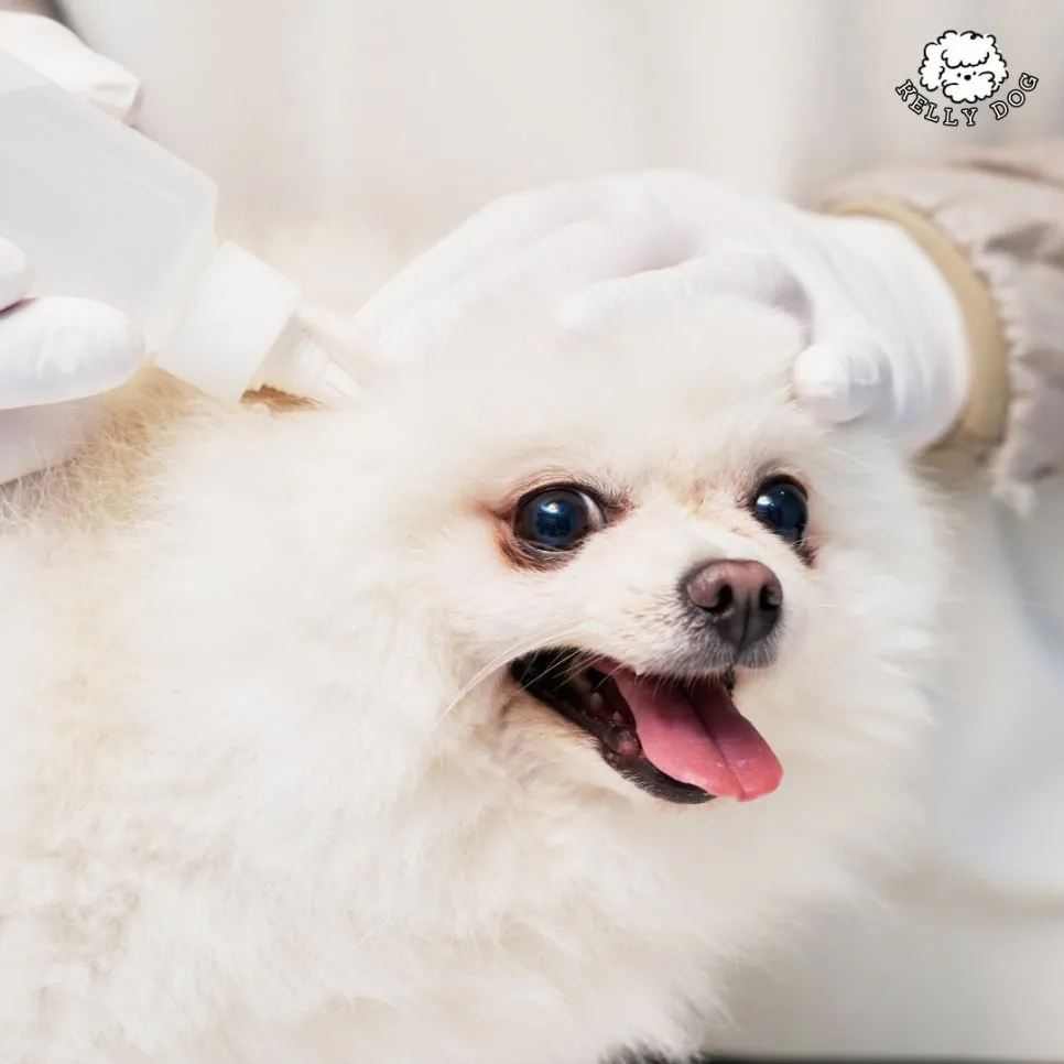 포메라니안 호텔 & 미용: 켈리독 2박 3만 5천원 후기 — 사진 13