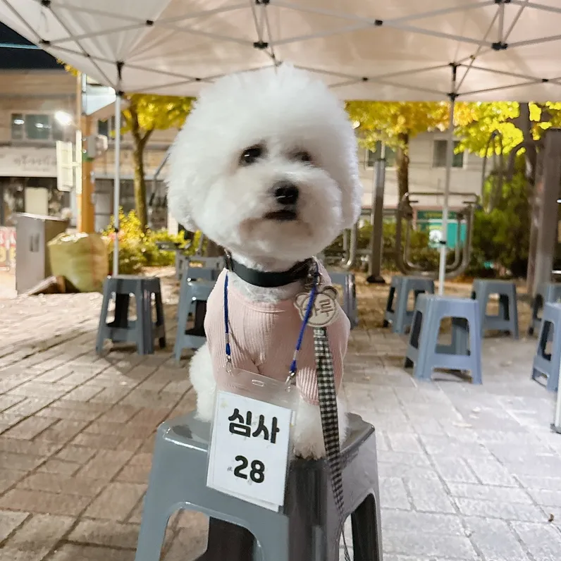반려견 순찰대 시험 후기: 강아지 기다려 훈련 완벽 대비