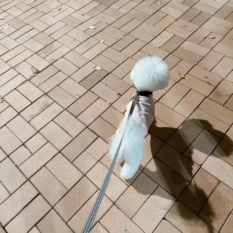 반려견 순찰대 시험 후기: 강아지 기다려 훈련 완벽 대비 — 사진 11