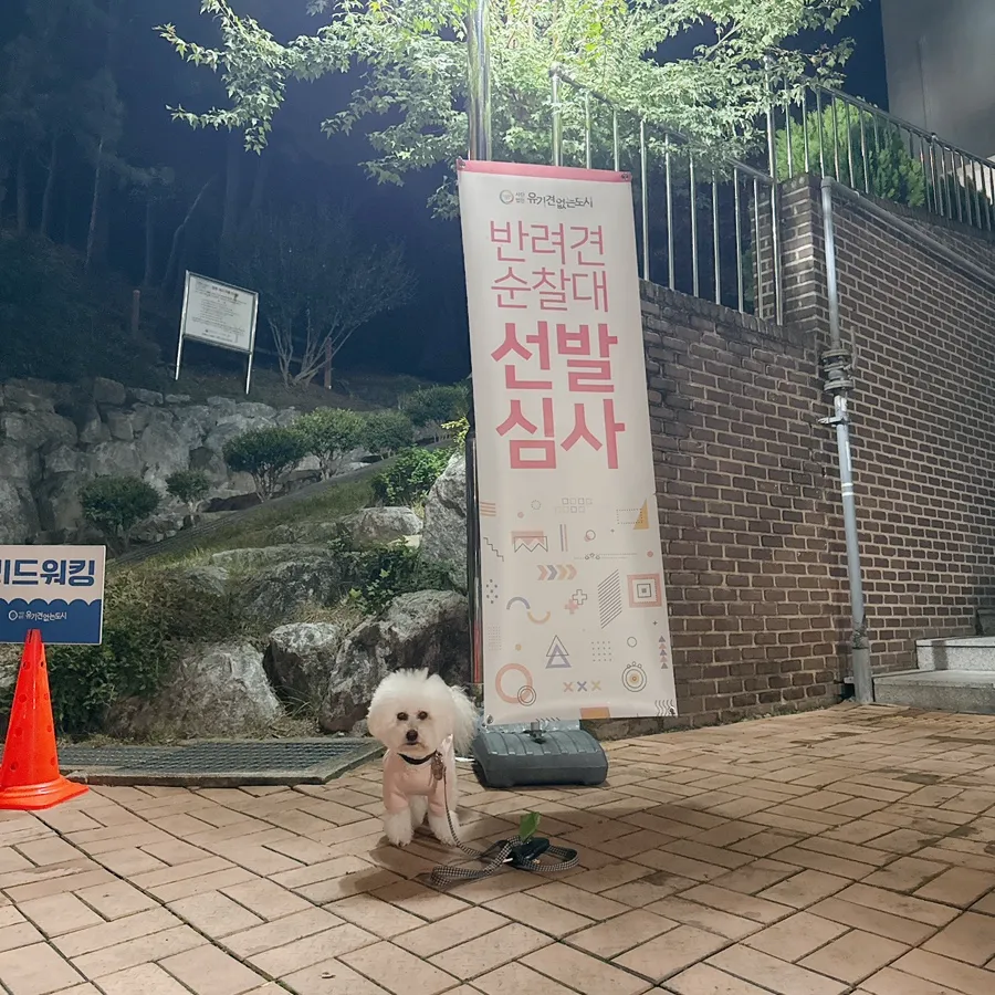 반려견 순찰대 시험 후기: 강아지 기다려 훈련 완벽 대비 — 사진 13