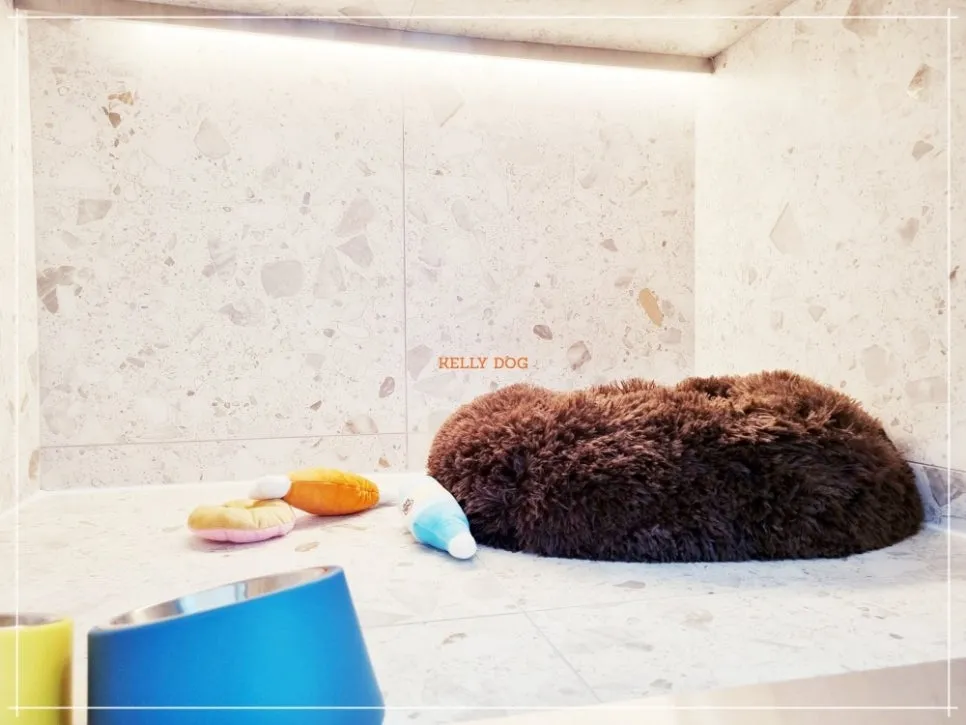 강남 애견호텔 켈리독, 합리적 비용과 세심한 케어 후기 — 사진 4
