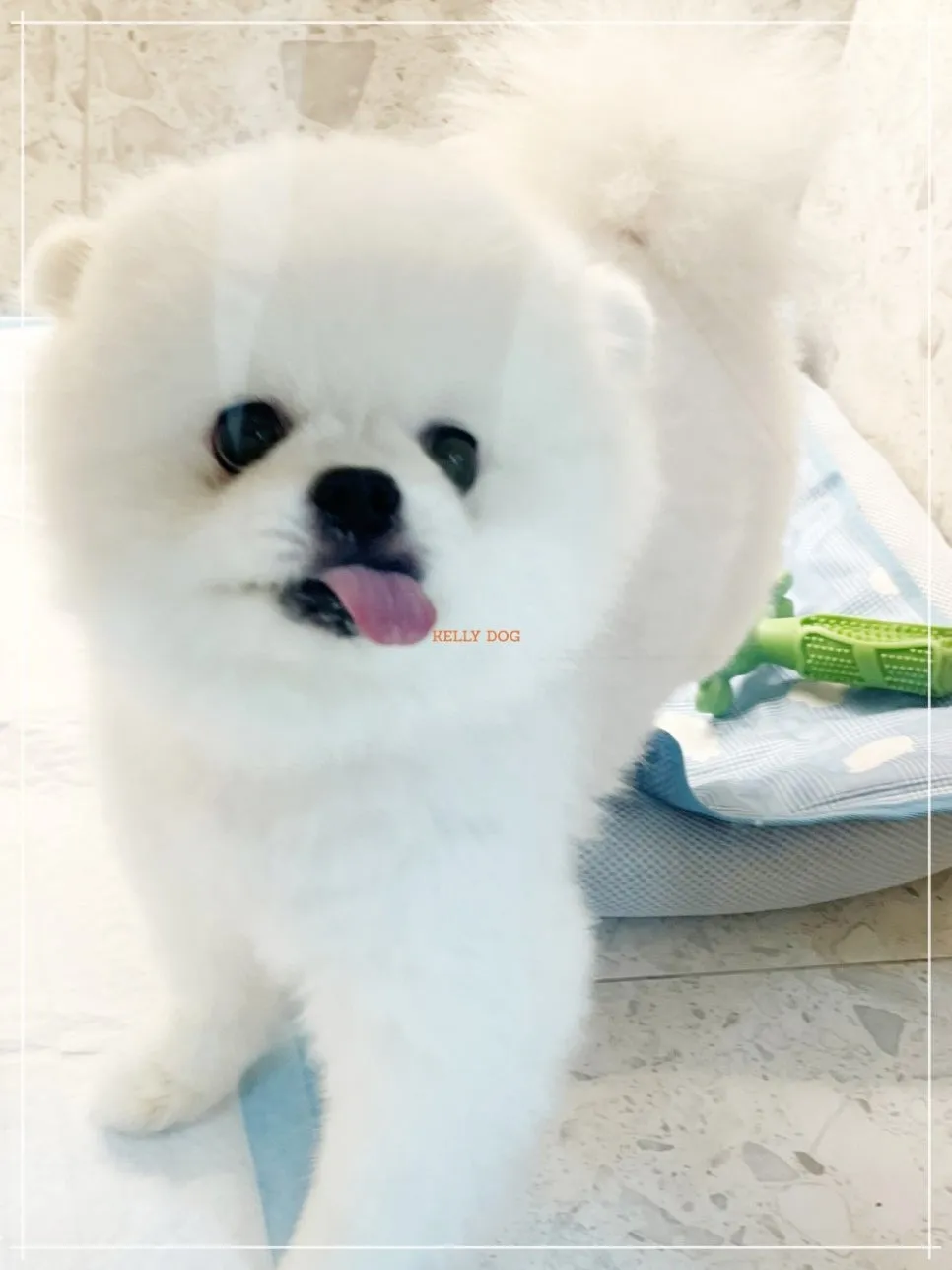 강남 애견호텔 켈리독, 합리적 비용과 세심한 케어 후기 — 사진 6