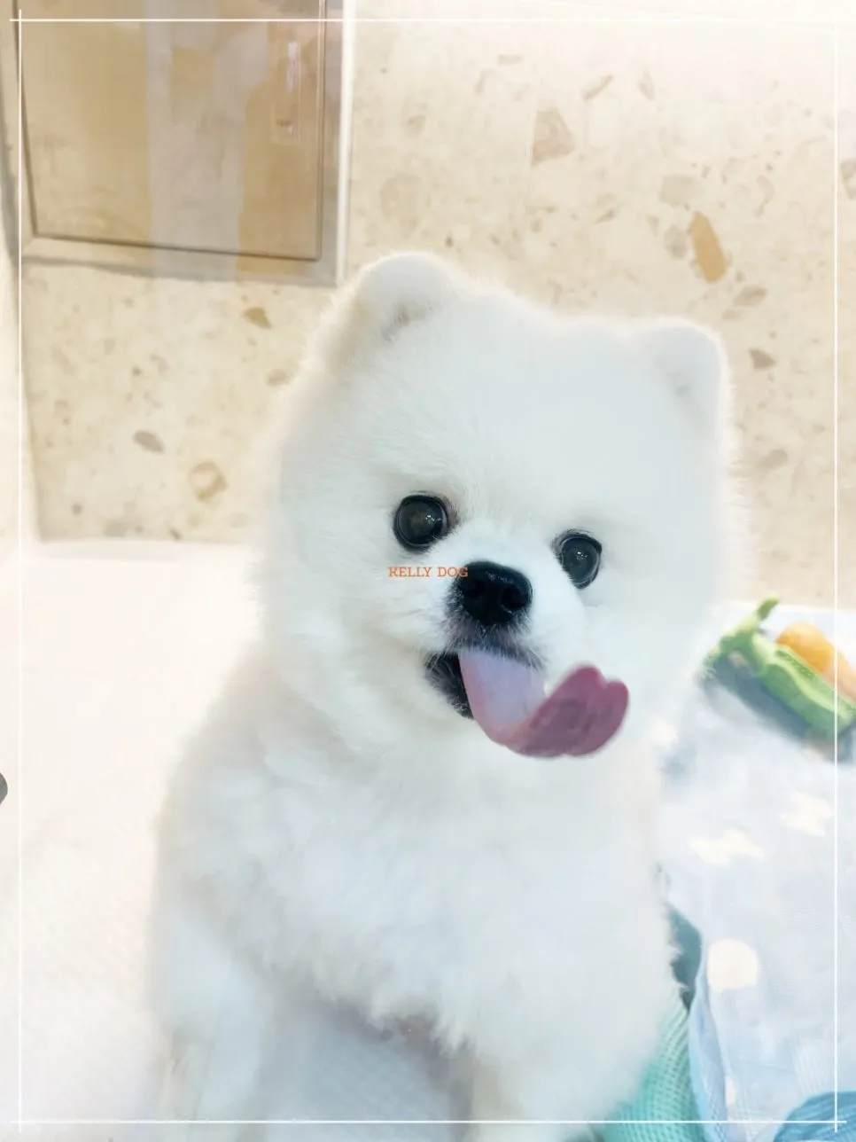 강남 애견호텔 켈리독, 합리적 비용과 세심한 케어 후기 — 사진 8