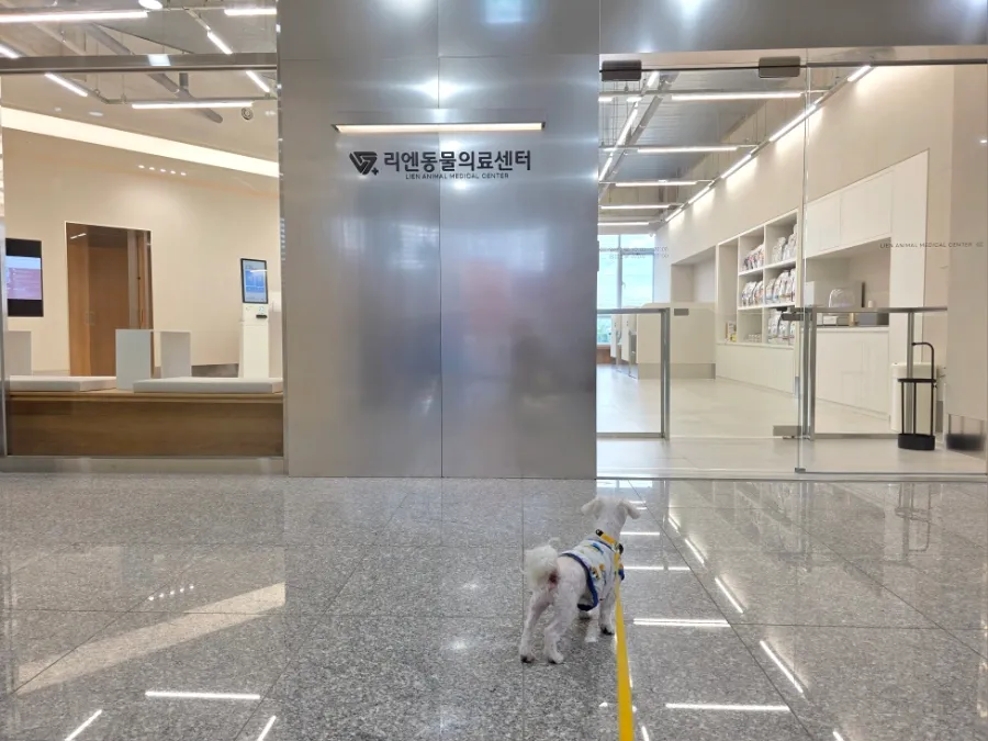 말티즈 건강검진 엑스레이 비용, 리엔 24시 동물병원 후기