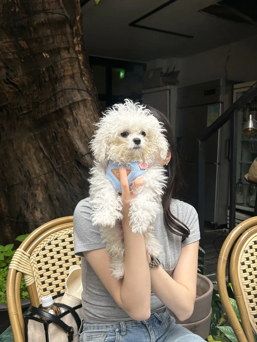 미니 비숑 첫 미용 후기: 고마워강아지 가위컷 만족도 — 사진 3