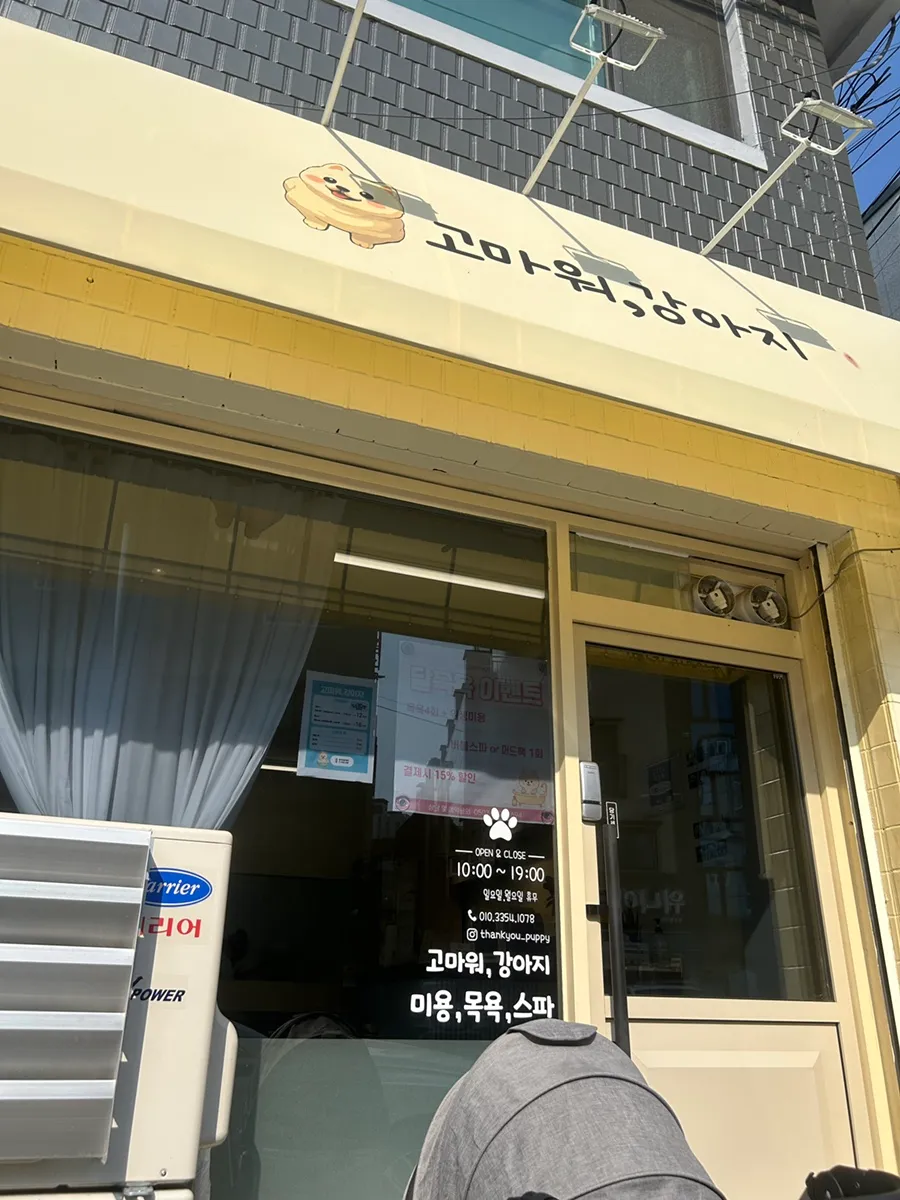 미니 비숑 첫 미용 후기: 고마워강아지 가위컷 만족도 — 사진 5