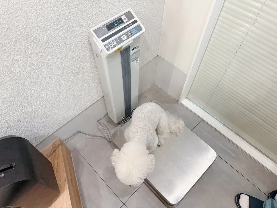 11살 노견 하루, 강아지 치주염 스케일링 및 발치 수술 후기 — 사진 5