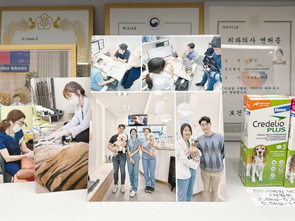 11살 노견 하루, 강아지 치주염 스케일링 및 발치 수술 후기 — 사진 12