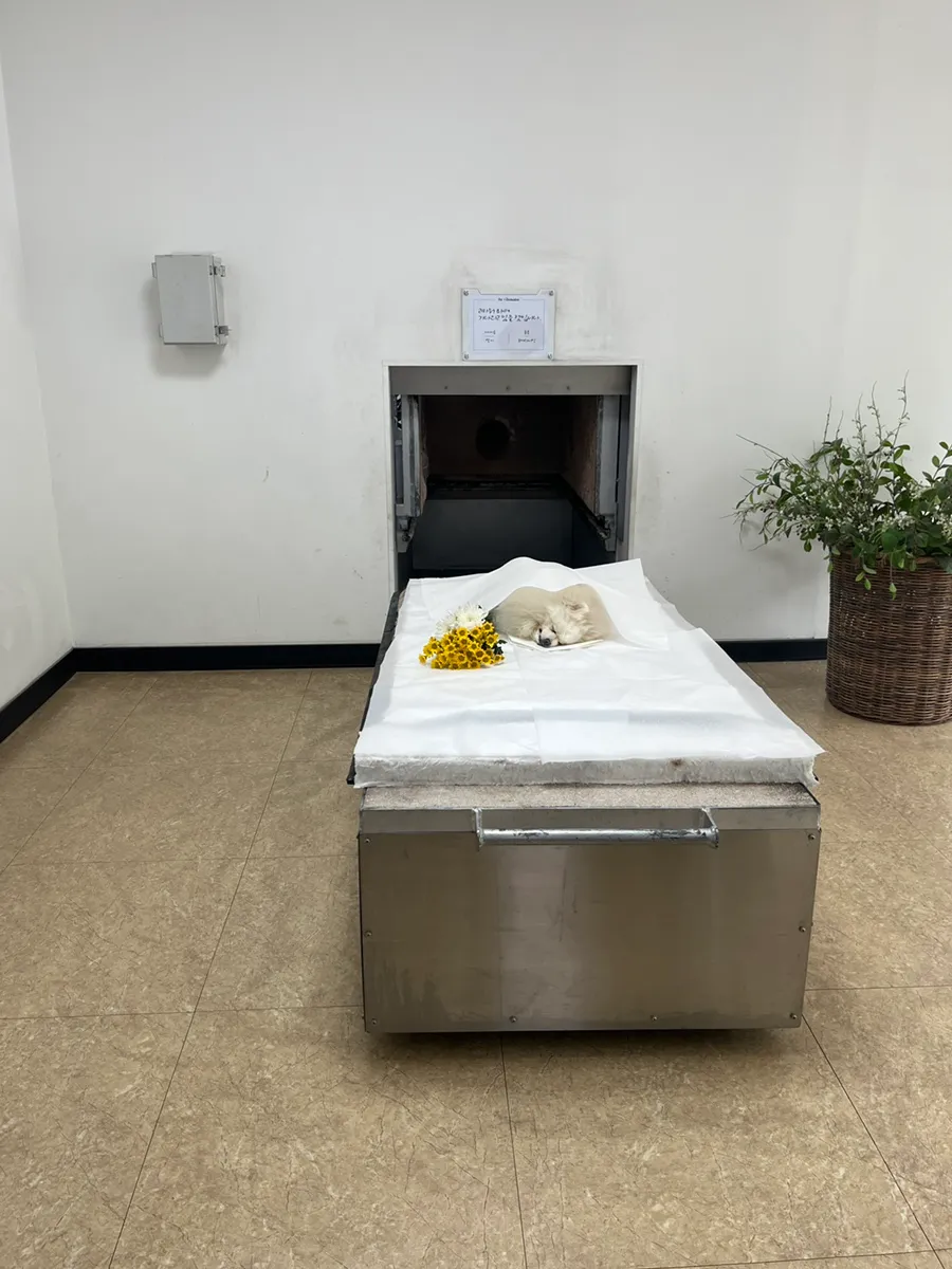 포메라니안 반려견 장례 절차 및 화장 비용 안내 — 사진 6