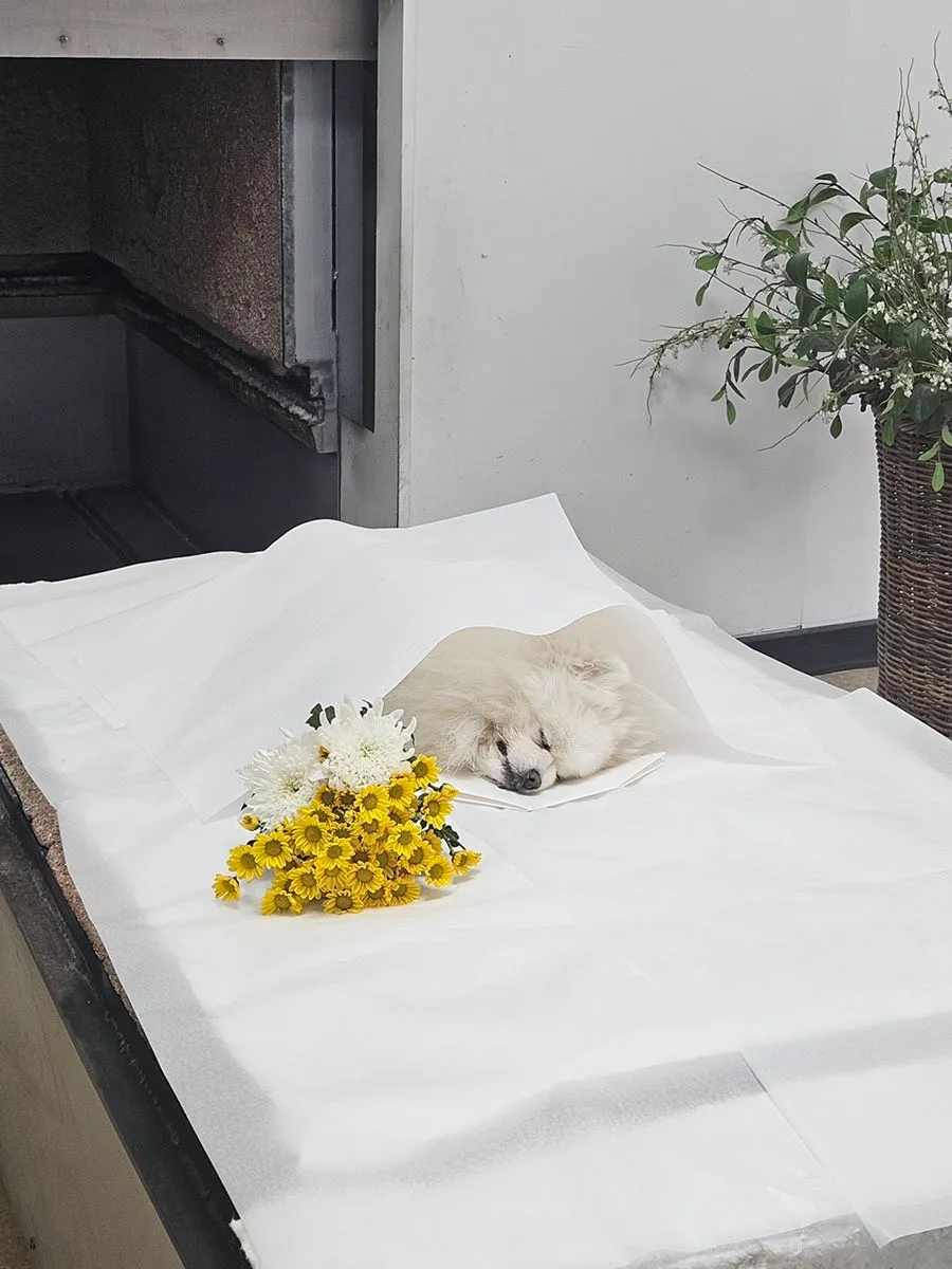 포메라니안 반려견 장례 절차 및 화장 비용 안내 — 사진 7